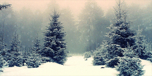 SnowForest